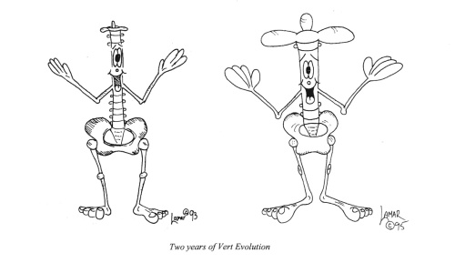 Evolution of Vert